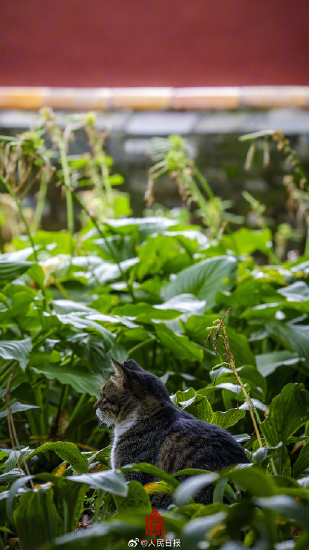 转存收藏！故宫不只有人人人还有喵喵喵