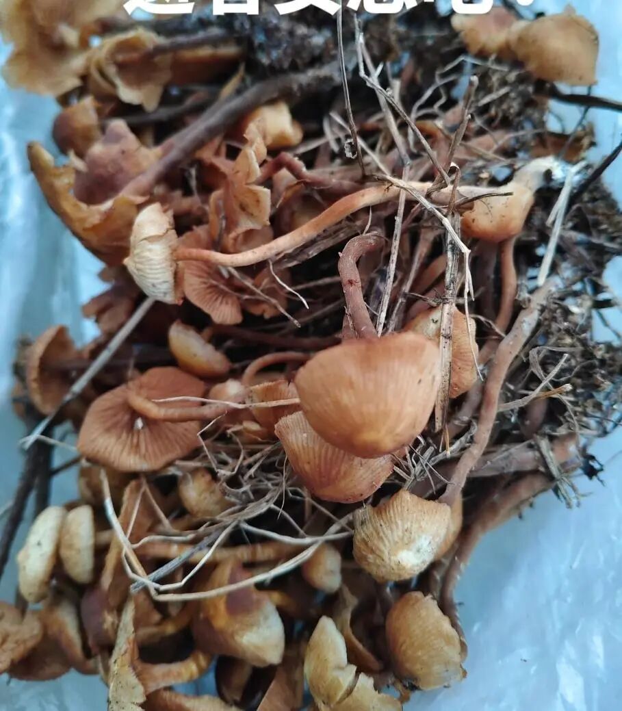 3人不幸离世,亲属:中午吃了晚上又吃,专家紧急提醒→ 3人不幸离世,亲属:中午吃了晚上又吃,专家紧急提醒→