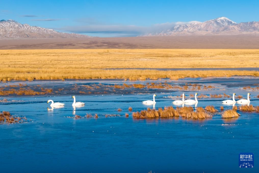 河西走廊：候鸟迁徙路线上的“生态驿站”