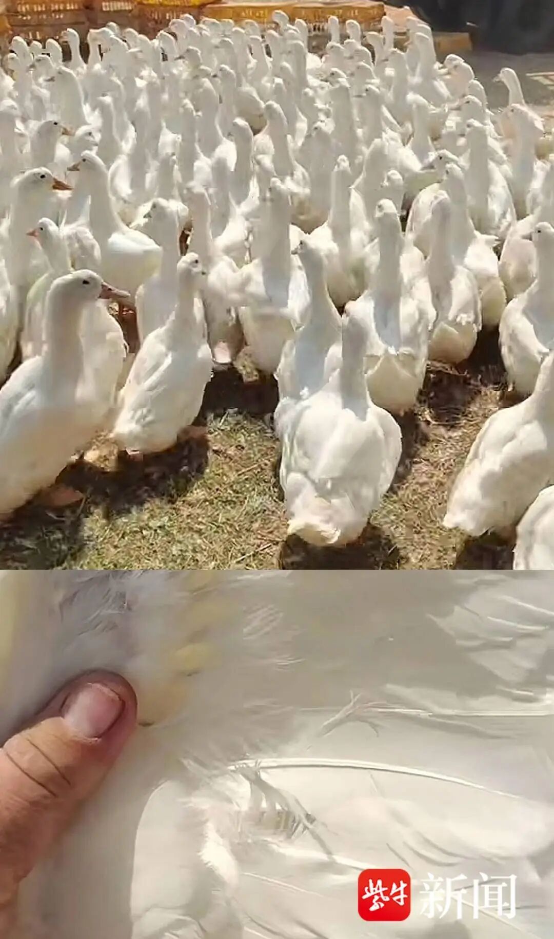 加工1件羽绒服需要5只鸭子？羽绒服价格何以“起飞”