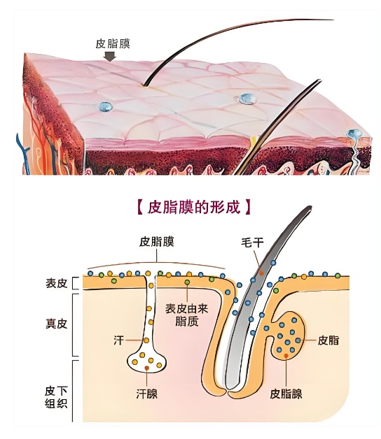 冬天,多久洗一次澡最好? 冬天,多久洗一次澡最好?