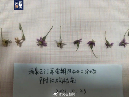 甘肃发现大面积野生枸杞