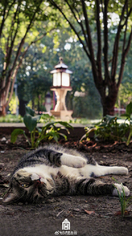 转存收藏！故宫不只有人人人还有喵喵喵