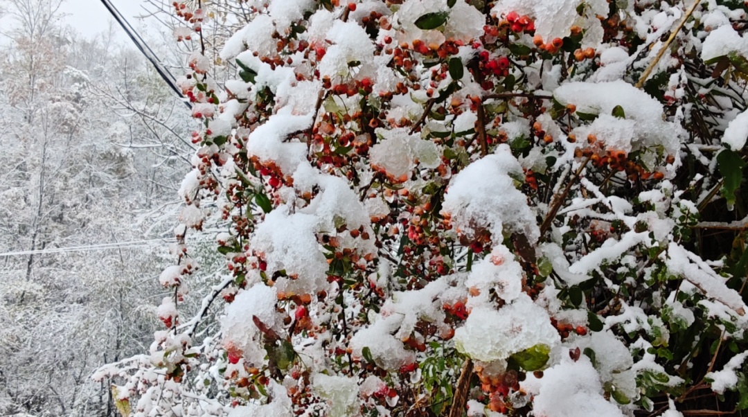 今日小雪 | 霜雪初降，你的冬日浪漫已上线