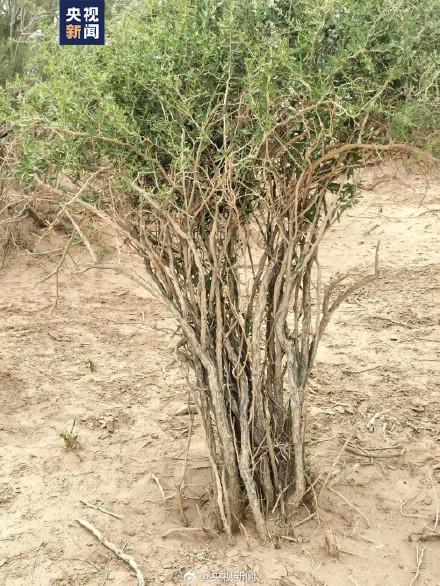 甘肃发现大面积野生枸杞