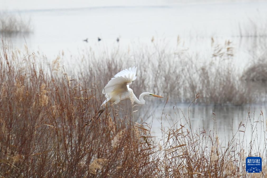 河西走廊：候鸟迁徙路线上的“生态驿站”