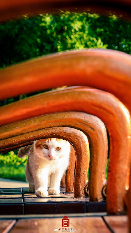 转存收藏！故宫不只有人人人还有喵喵喵