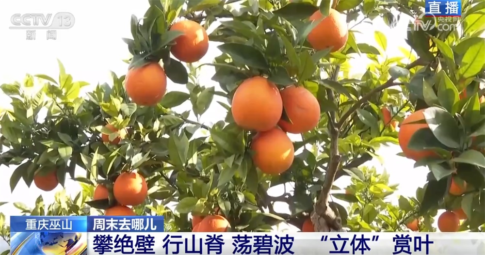 以红叶为“媒”、“跟着课本去旅行”成亮点 场景上新增加文旅消费新体验 以红叶为“媒”、“跟着课本去旅行”成亮点 场景上新增加文旅消费新体验