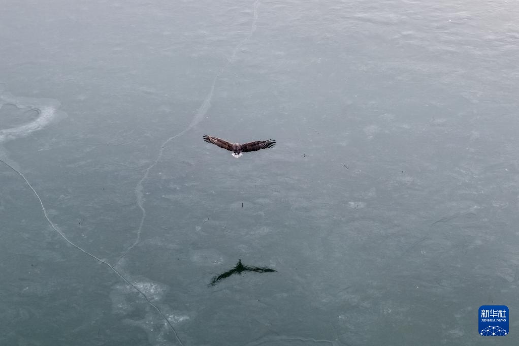 河西走廊：候鸟迁徙路线上的“生态驿站”