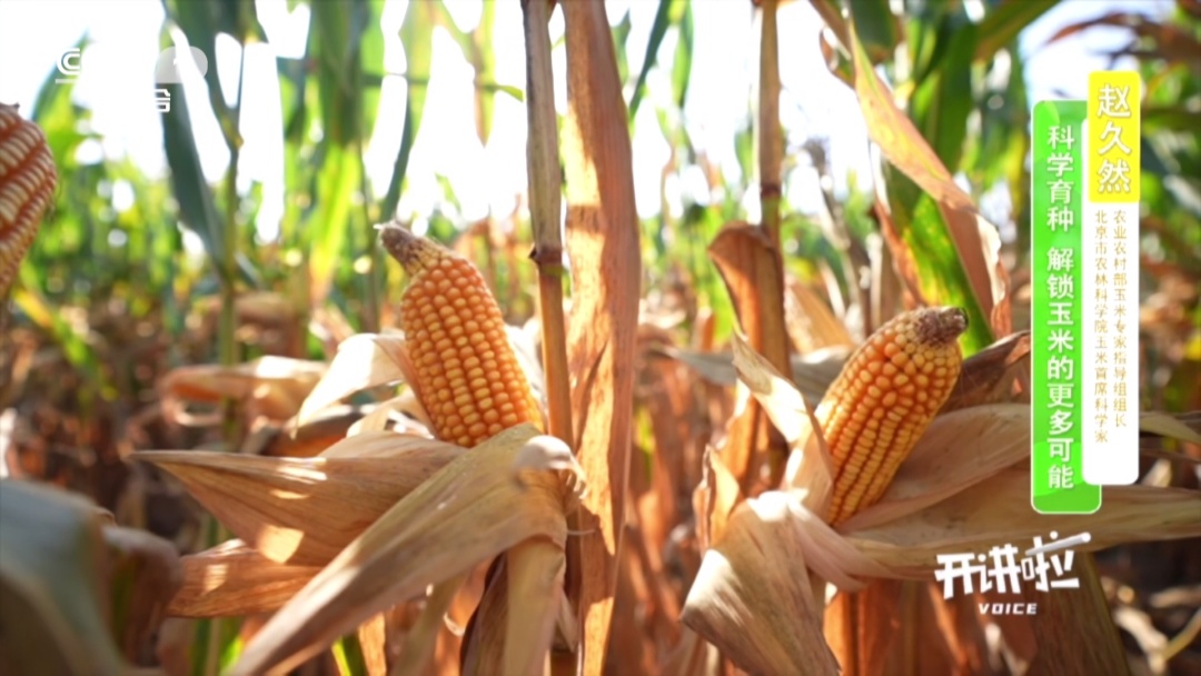 如果地球只能保留一种作物，会是什么？