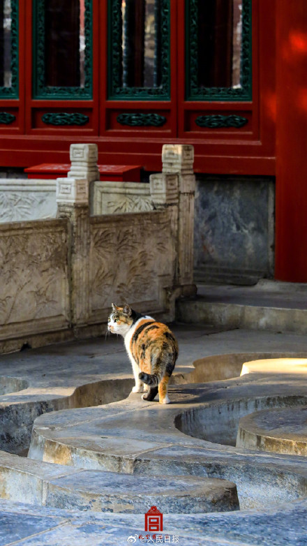 转存收藏！故宫不只有人人人还有喵喵喵