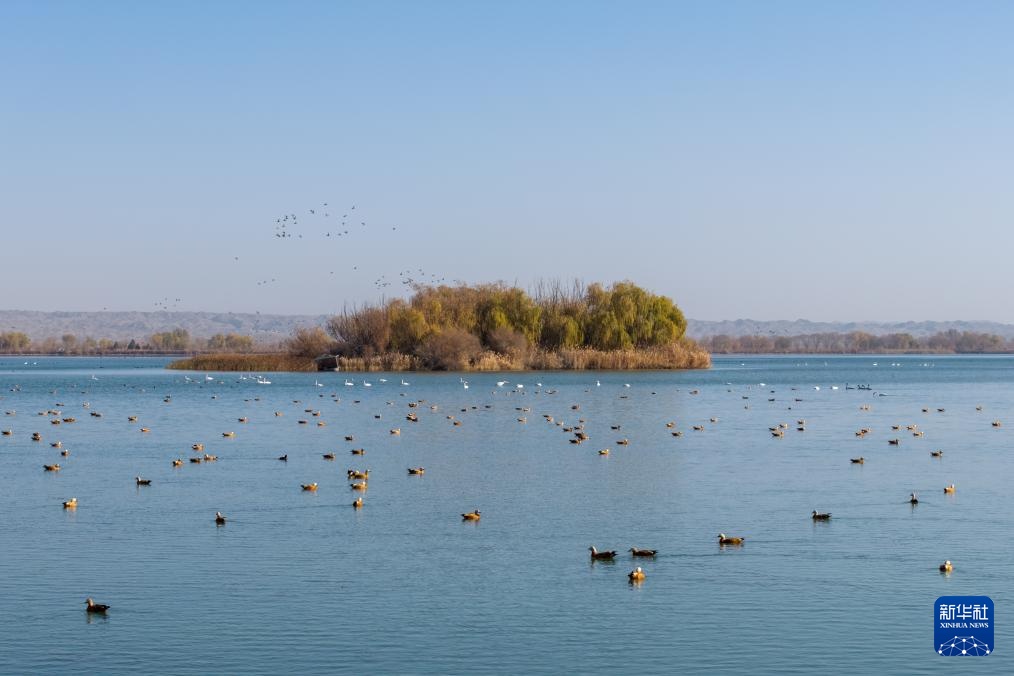 河西走廊：候鸟迁徙路线上的“生态驿站”