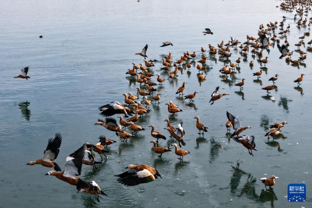 河西走廊：候鸟迁徙路线上的“生态驿站”