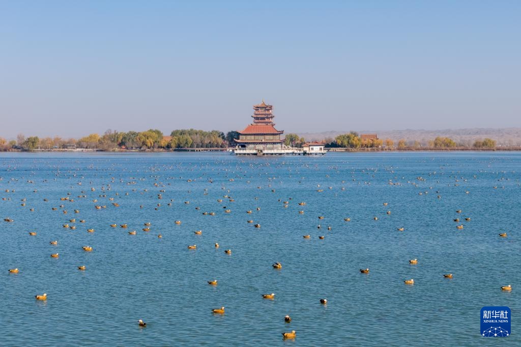 河西走廊：候鸟迁徙路线上的“生态驿站”