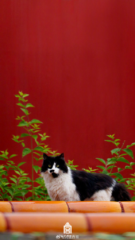 转存收藏！故宫不只有人人人还有喵喵喵