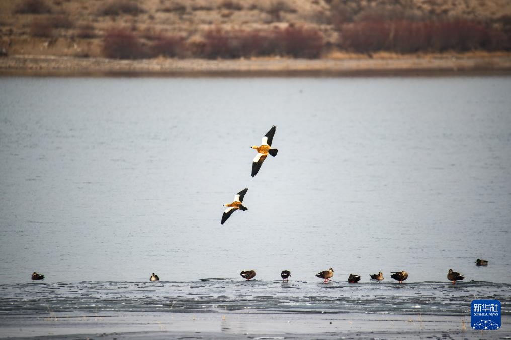 河西走廊：候鸟迁徙路线上的“生态驿站”