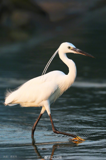 鸟来了,鸟多了,鸟美了! 鸟来了,鸟多了,鸟美了!