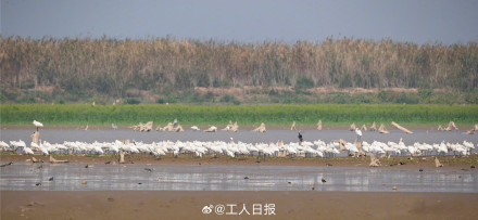 你知道什么是“鸟浪”吗