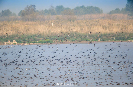 你知道什么是“鸟浪”吗