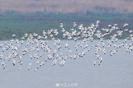 你知道什么是“鸟浪”吗