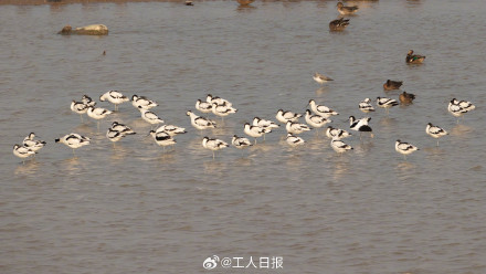 你知道什么是“鸟浪”吗