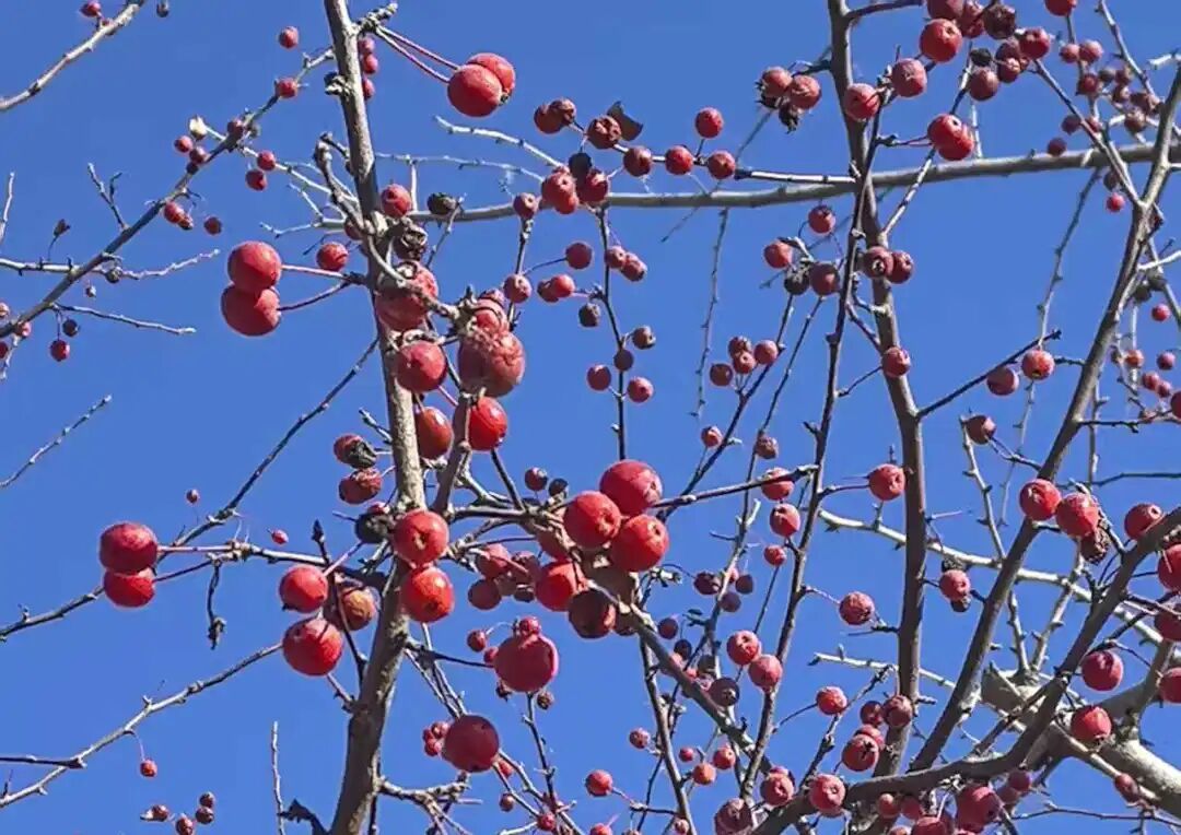 石家庄发布大风蓝色预警！气温将跌至0度线