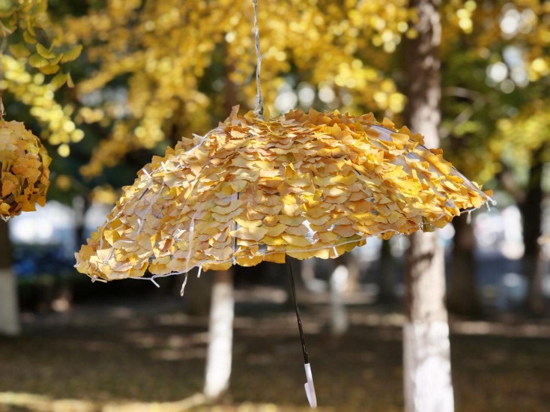 全网刷屏的“银杏伞”，南京也有！