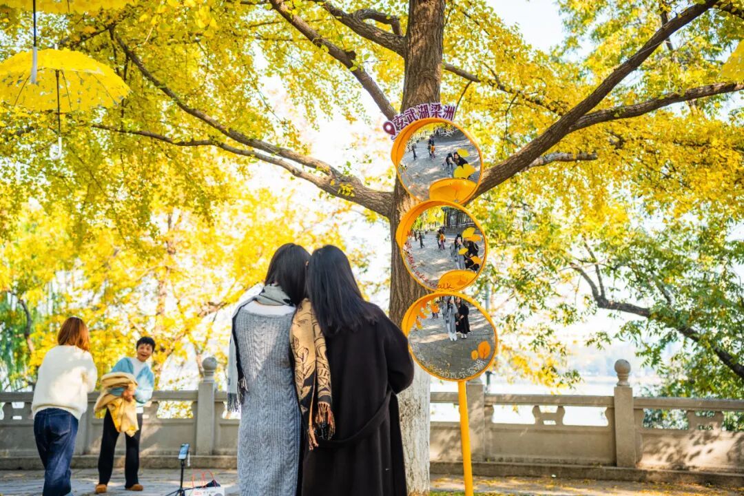 全网刷屏的“银杏伞”，南京也有！