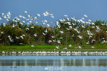 鸟来了,鸟多了,鸟美了! 鸟来了,鸟多了,鸟美了!