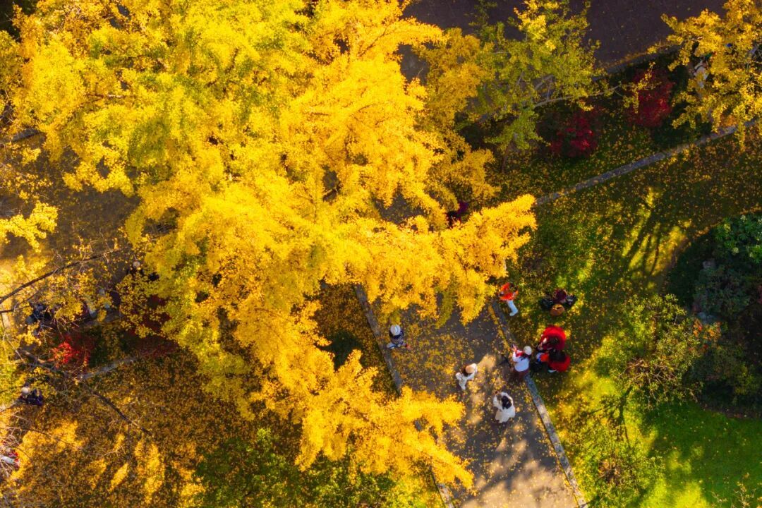 全网刷屏的“银杏伞”，南京也有！