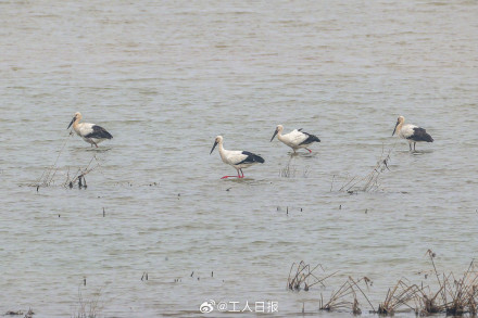 鸟来了,鸟多了,鸟美了! 鸟来了,鸟多了,鸟美了!