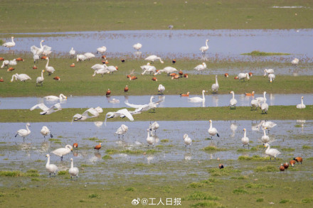 你知道什么是“鸟浪”吗