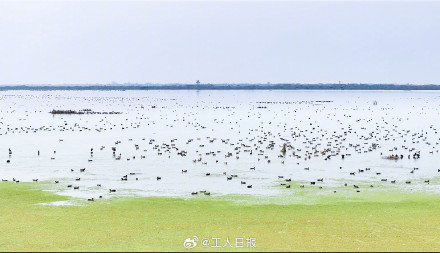 你知道什么是“鸟浪”吗