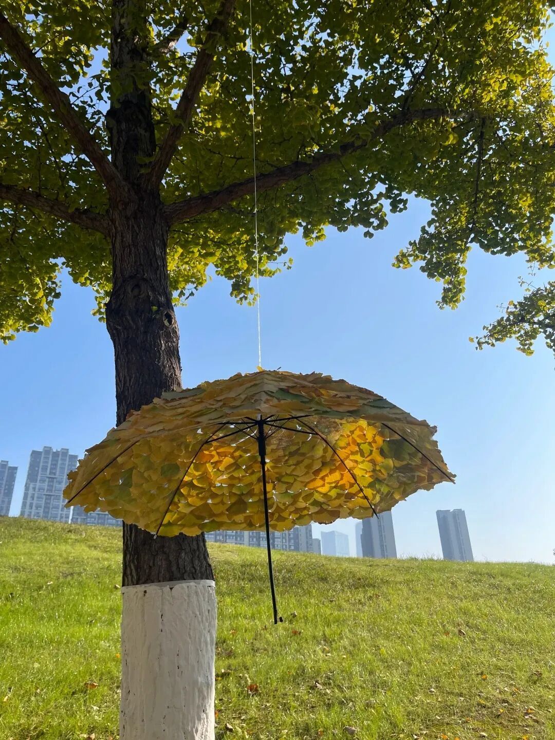 全网刷屏的“银杏伞”，南京也有！