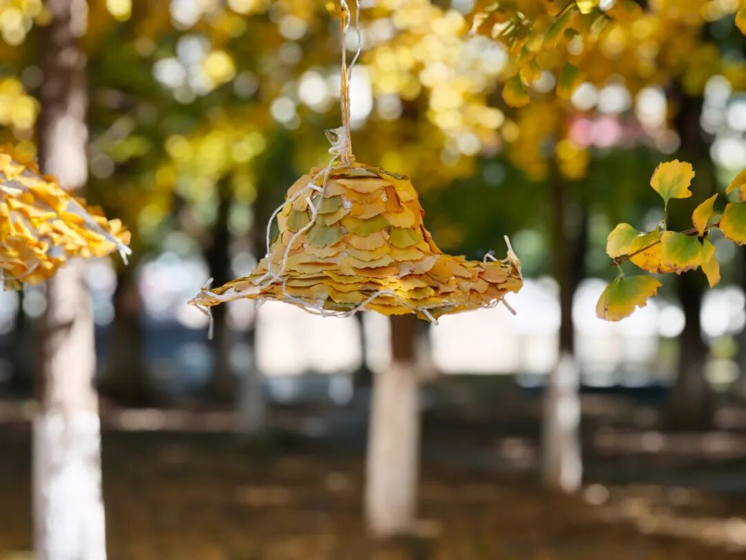 全网刷屏的“银杏伞”，南京也有！