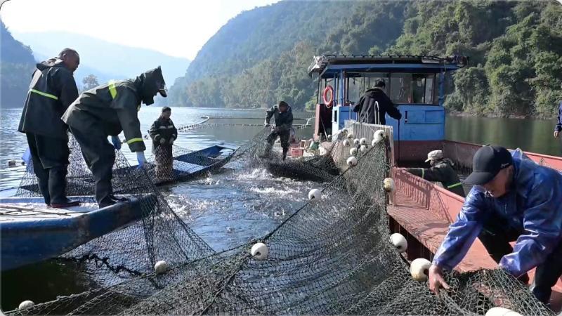江西崇义：阳明湖冬捕启幕 生态渔业喜获丰收