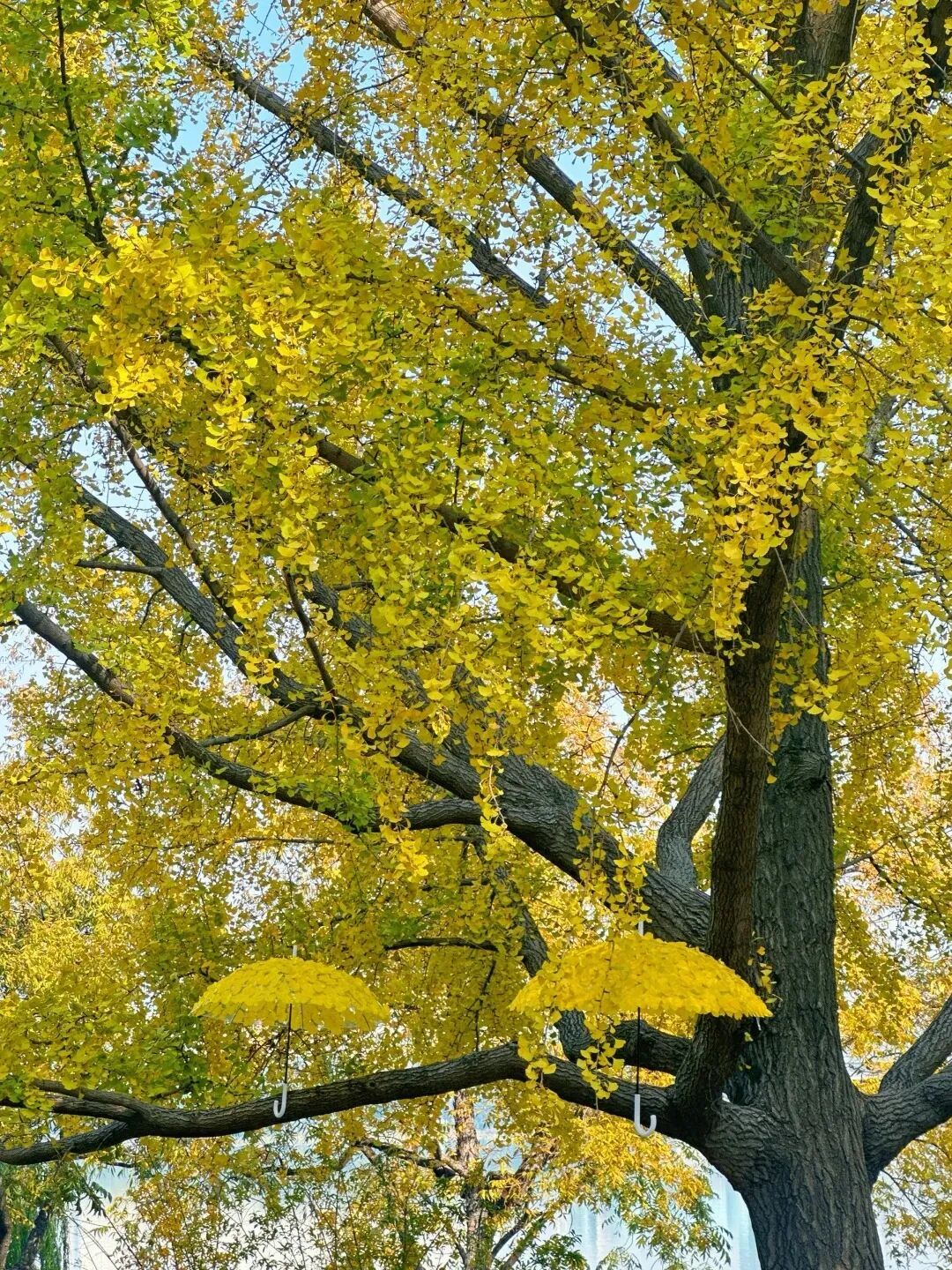 全网刷屏的“银杏伞”，南京也有！