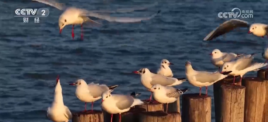 “观鸟+”尽显“年轻”姿态 “生态美”催热冬日文旅消费 “观鸟+”尽显“年轻”姿态 “生态美”催热冬日文旅消费