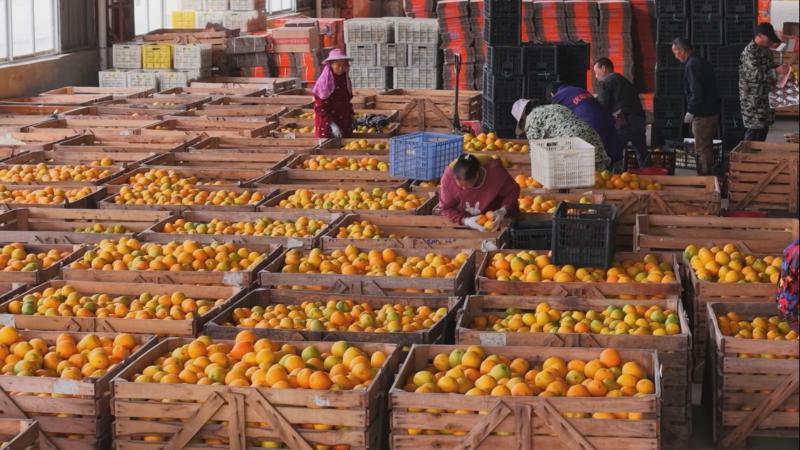 江西宁都：赣南脐橙直供大湾区 开启共赢新篇章