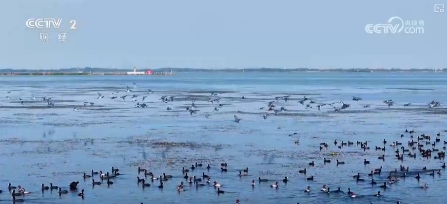 “观鸟+”尽显“年轻”姿态 “生态美”催热冬日文旅消费 “观鸟+”尽显“年轻”姿态 “生态美”催热冬日文旅消费