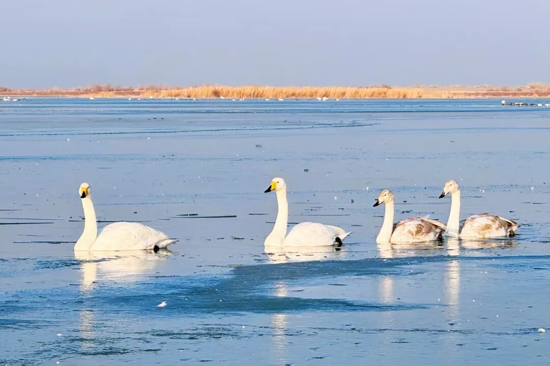 安检仪扫出！这些形状饱满的小圆球，是啥？