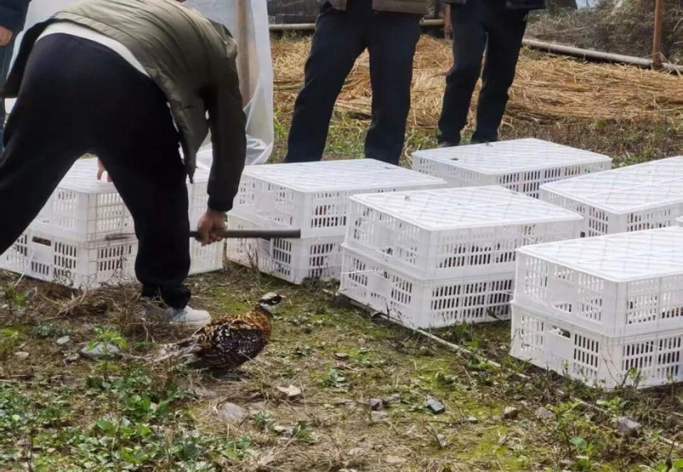 “鸟中仙子”如何回家？长沙护送白冠长尾雉重返山林，背后是一场科学护航