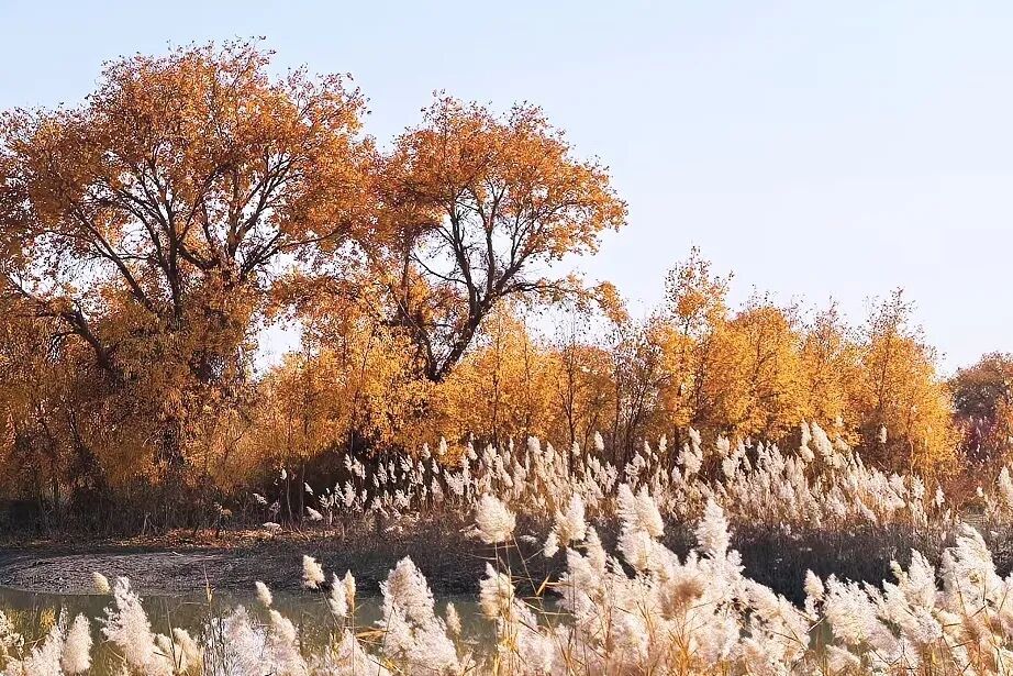 安检仪扫出！这些形状饱满的小圆球，是啥？