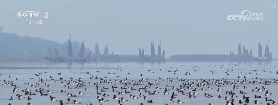 “观鸟+”尽显“年轻”姿态 “生态美”催热冬日文旅消费 “观鸟+”尽显“年轻”姿态 “生态美”催热冬日文旅消费