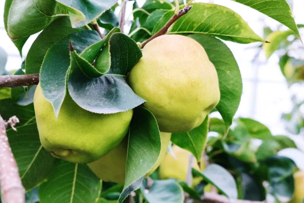 安检仪扫出！这些形状饱满的小圆球，是啥？