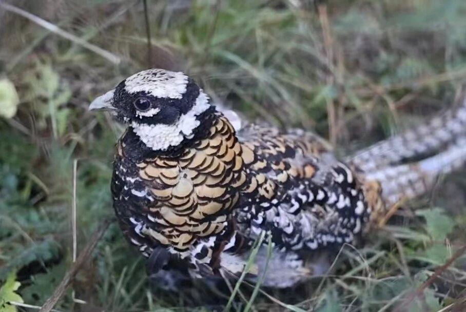 “鸟中仙子”如何回家？长沙护送白冠长尾雉重返山林，背后是一场科学护航