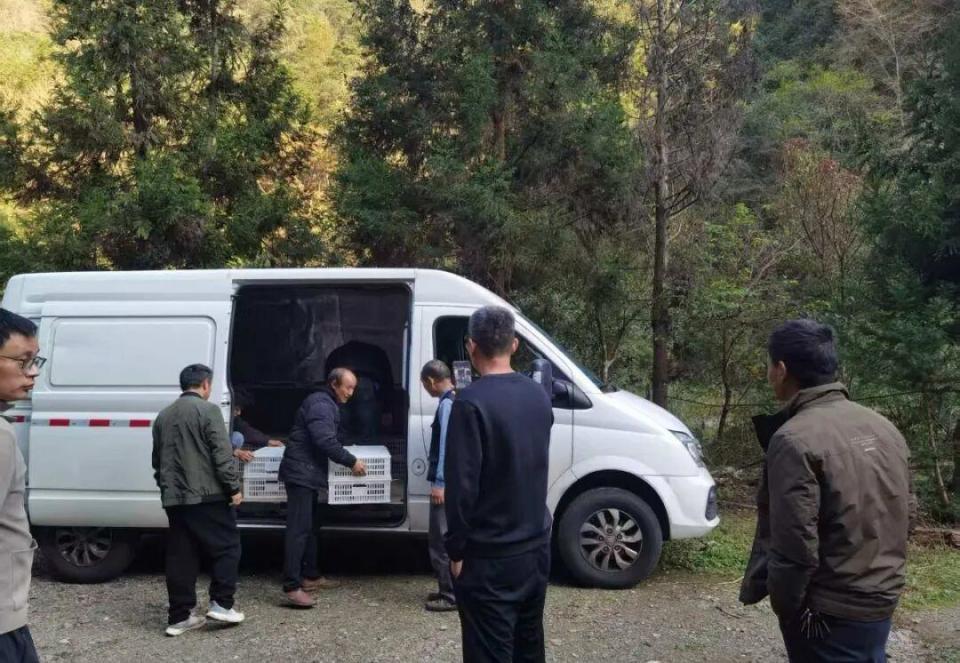 “鸟中仙子”如何回家？长沙护送白冠长尾雉重返山林，背后是一场科学护航