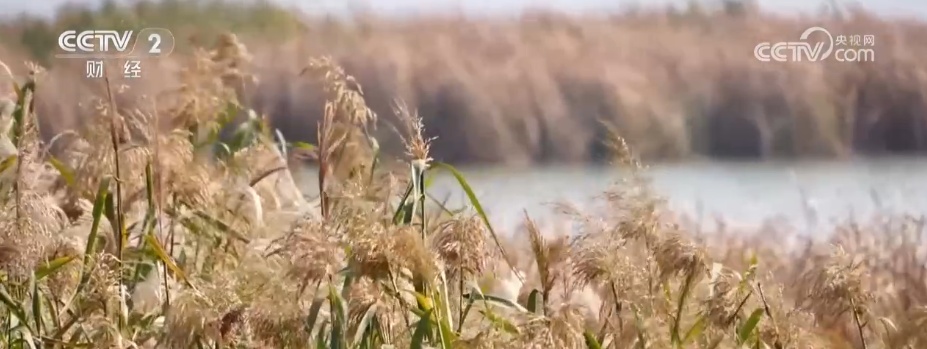 “观鸟+”尽显“年轻”姿态 “生态美”催热冬日文旅消费 “观鸟+”尽显“年轻”姿态 “生态美”催热冬日文旅消费