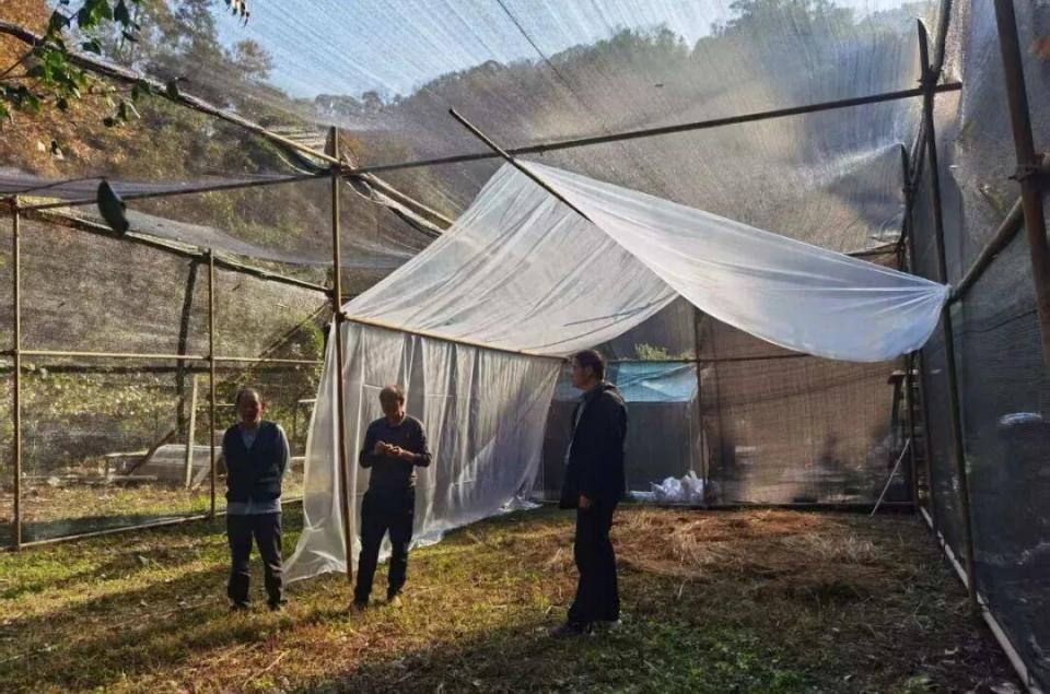 “鸟中仙子”如何回家？长沙护送白冠长尾雉重返山林，背后是一场科学护航