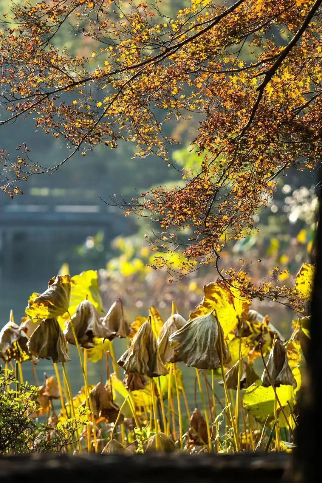 今晚起，杭州天气明显转折！接下来还有一波三折……